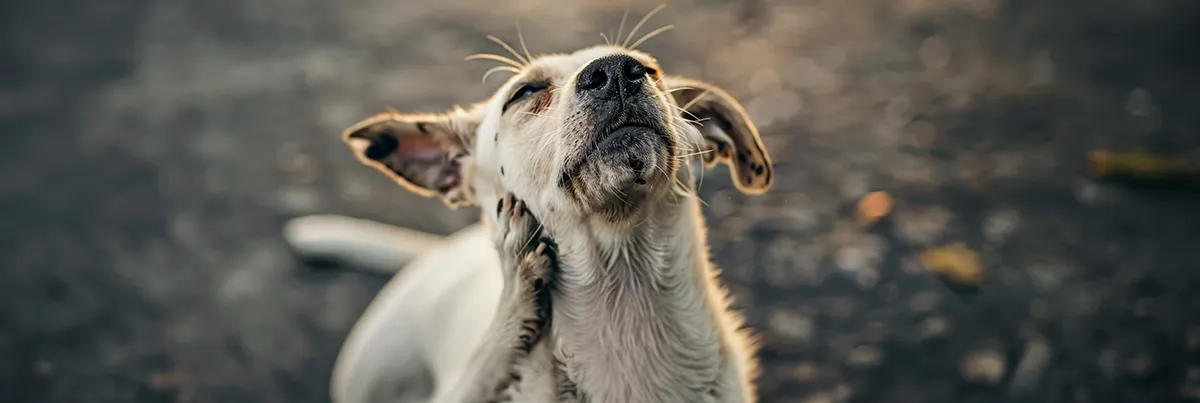 hunde og lopper